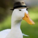Ducco