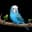 docato