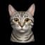 meowm30w