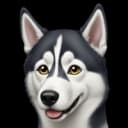 graydog0x