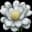 C-Nocturnum