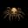 tarantulas