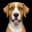 harrisonbizlution