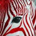FireZebra